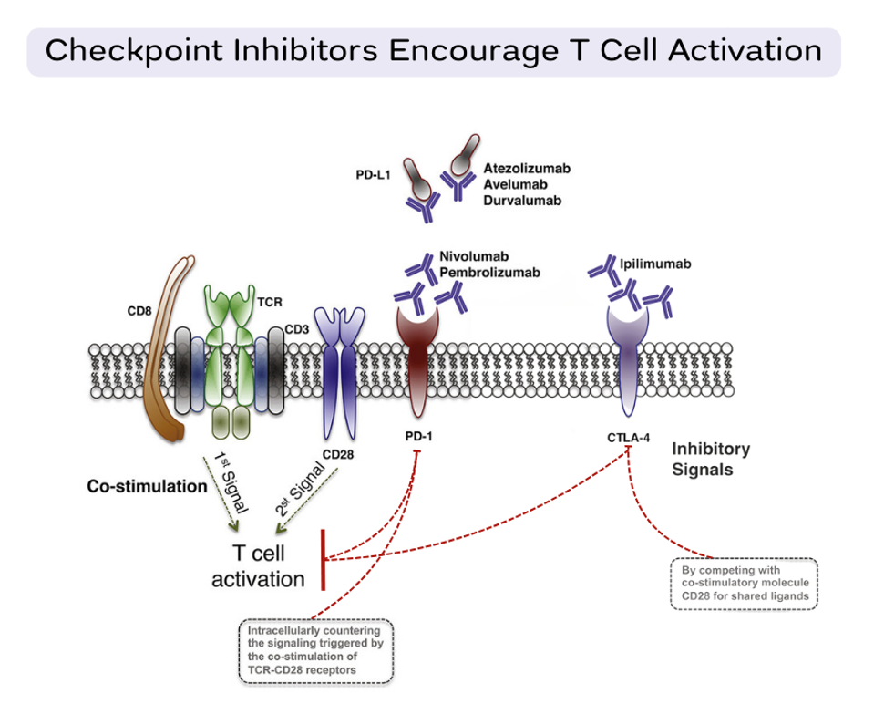 Checkpoint inhibitors permit the activation signal cascade