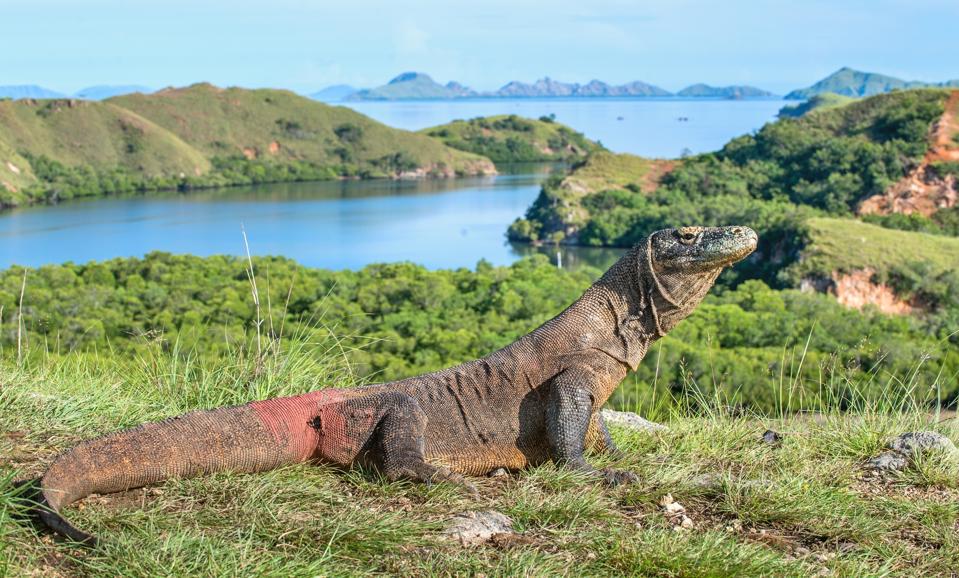 How And Where To See Komodo Dragons In The Wild