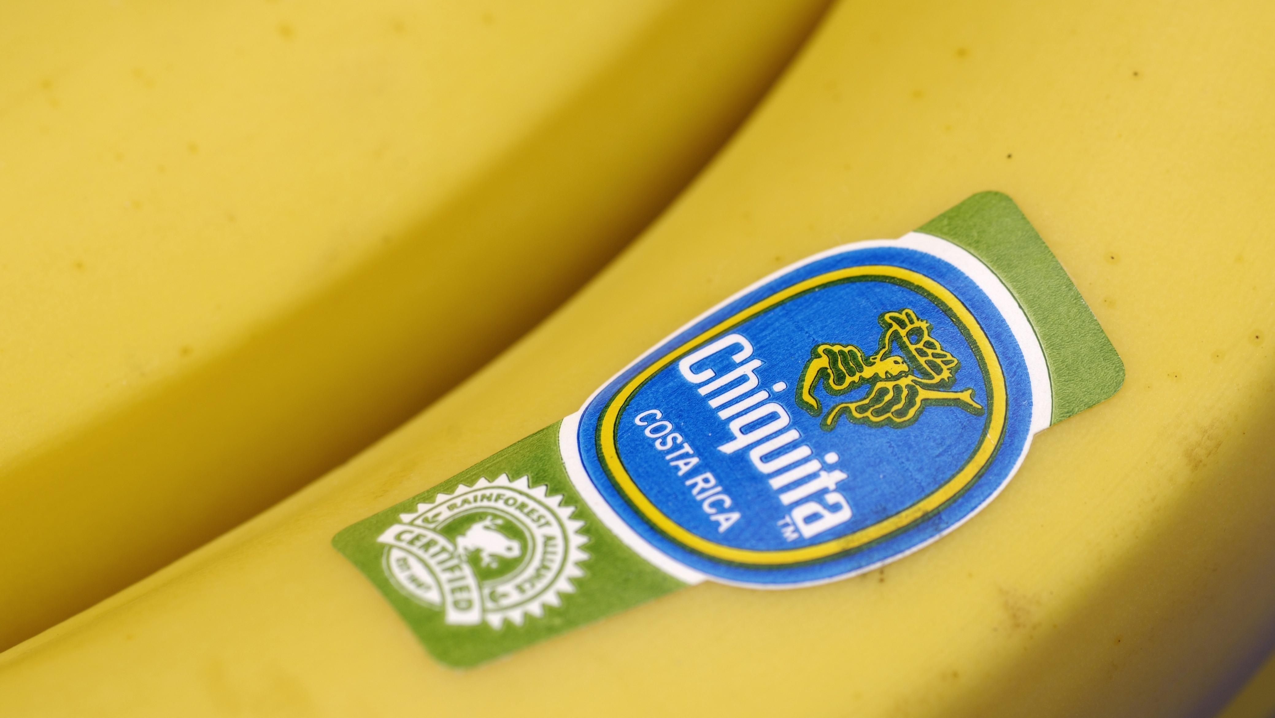 A closeup of a Chiquita banana with a sticker on it.