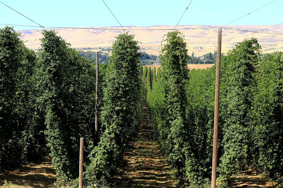 Hops growing on farm in summer in the Yakima Valley of central Washington state