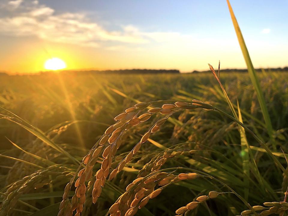 Sake rice at Isbells Farms.