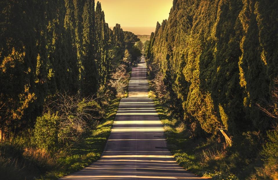 Bolgheri famous cypresses tree straight boulevard. Maremma, Tuscany, Italy