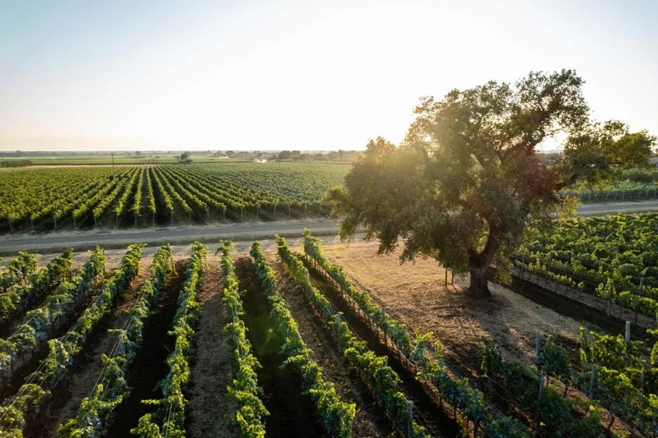 Vineyards at Poggio al Tesoro
