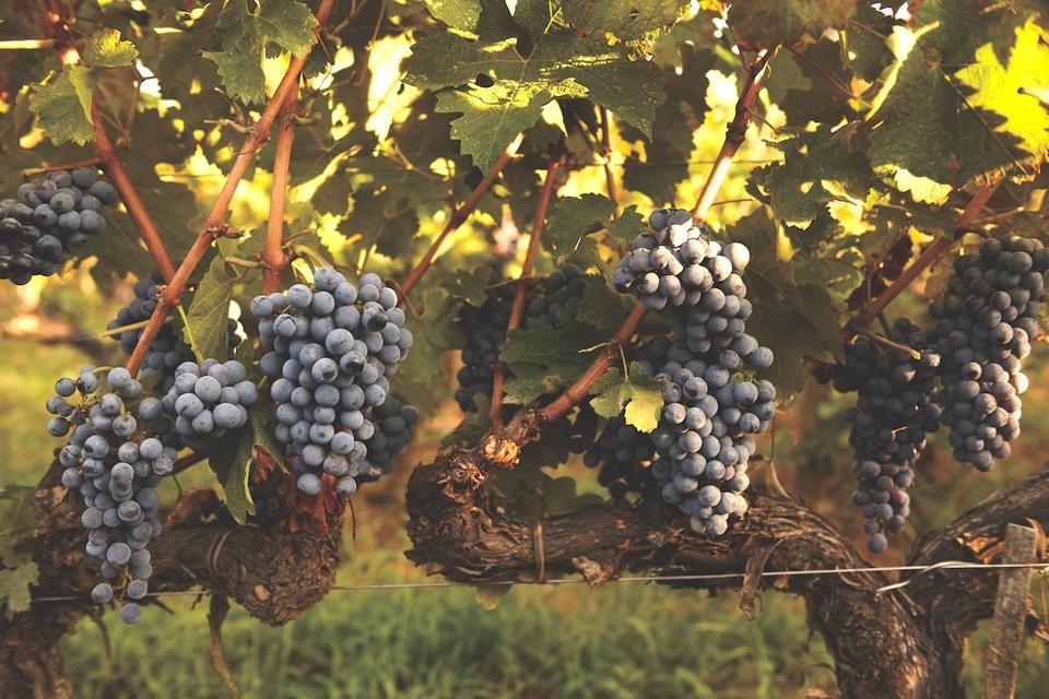 Grape vines at Podere Sapaio