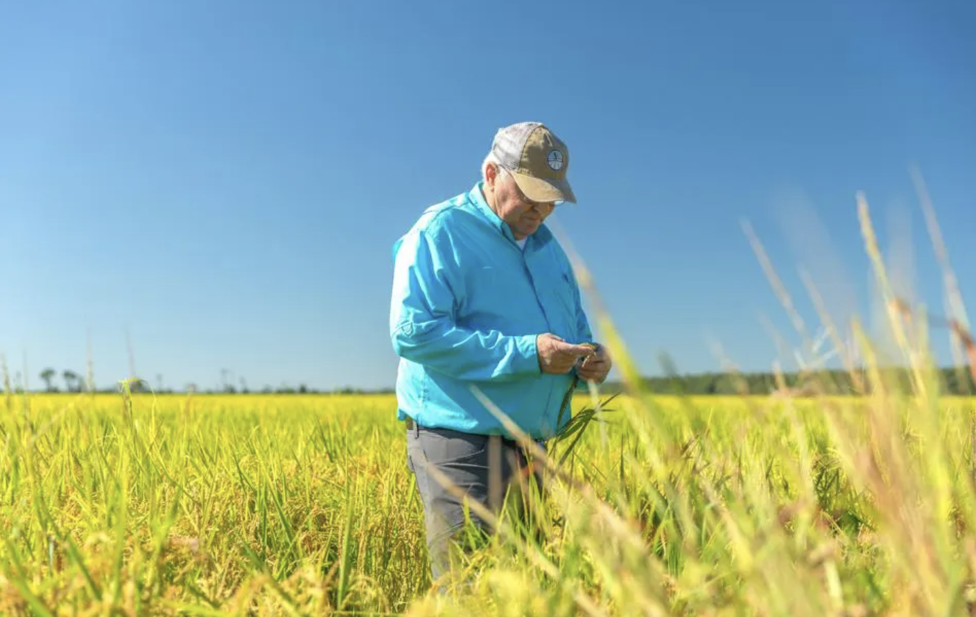 Farmer Chris Isbell of Arkansas' Isbell Farms stands in the middle of a field.