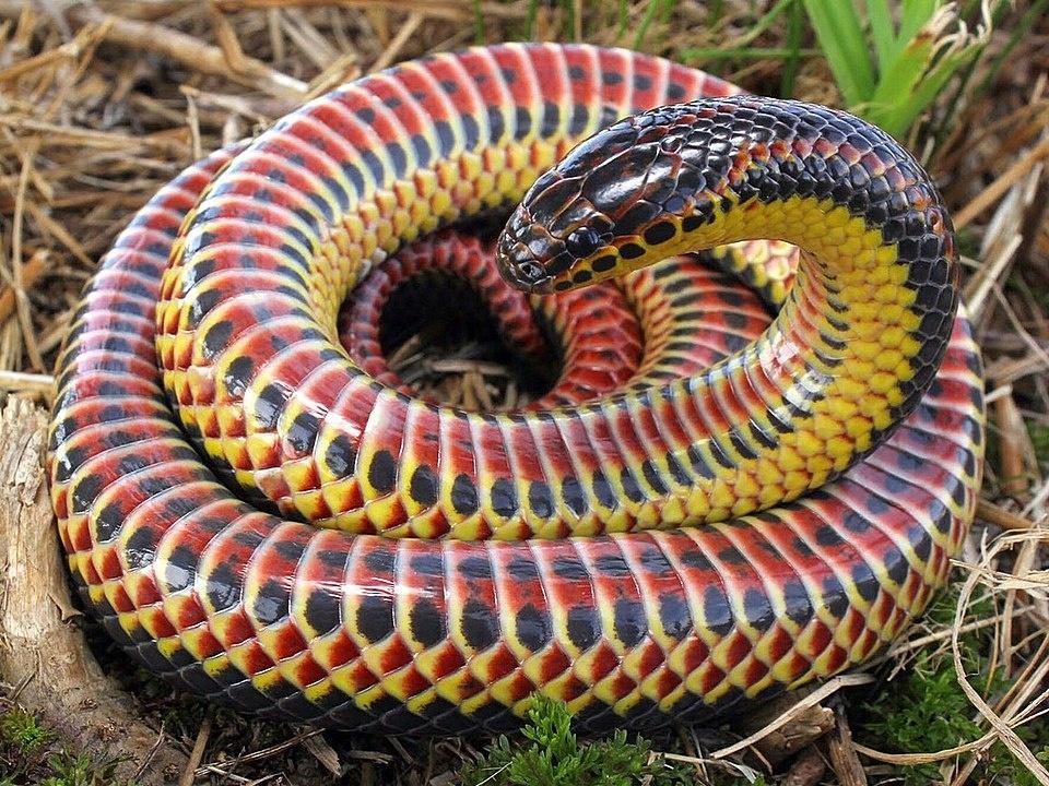A Herpetologist Reveals America’s 3 Rarest Snakes—And Where To Find Them