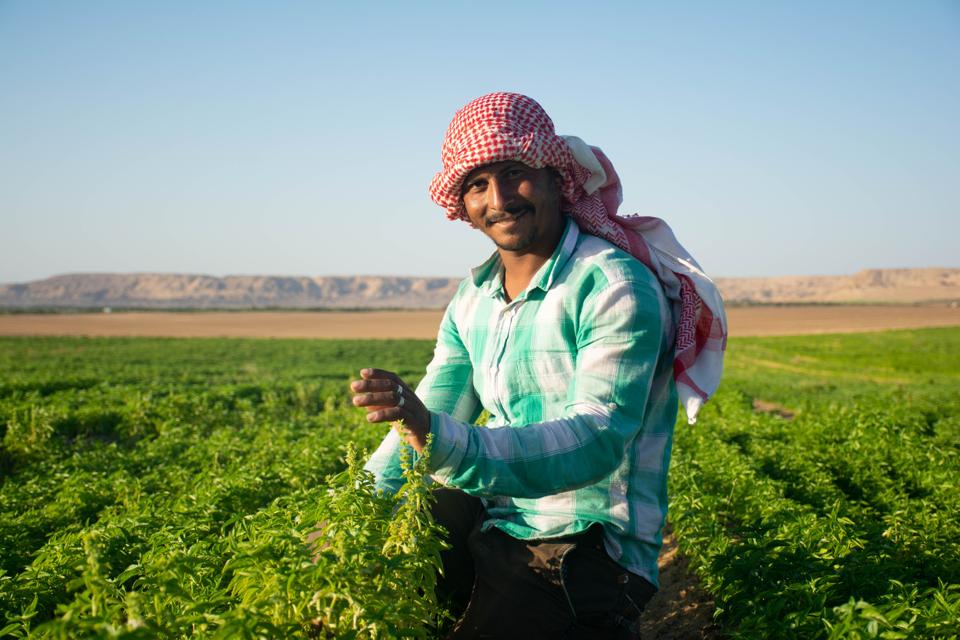 SEKEM_EBDA - credit of SEKEM 