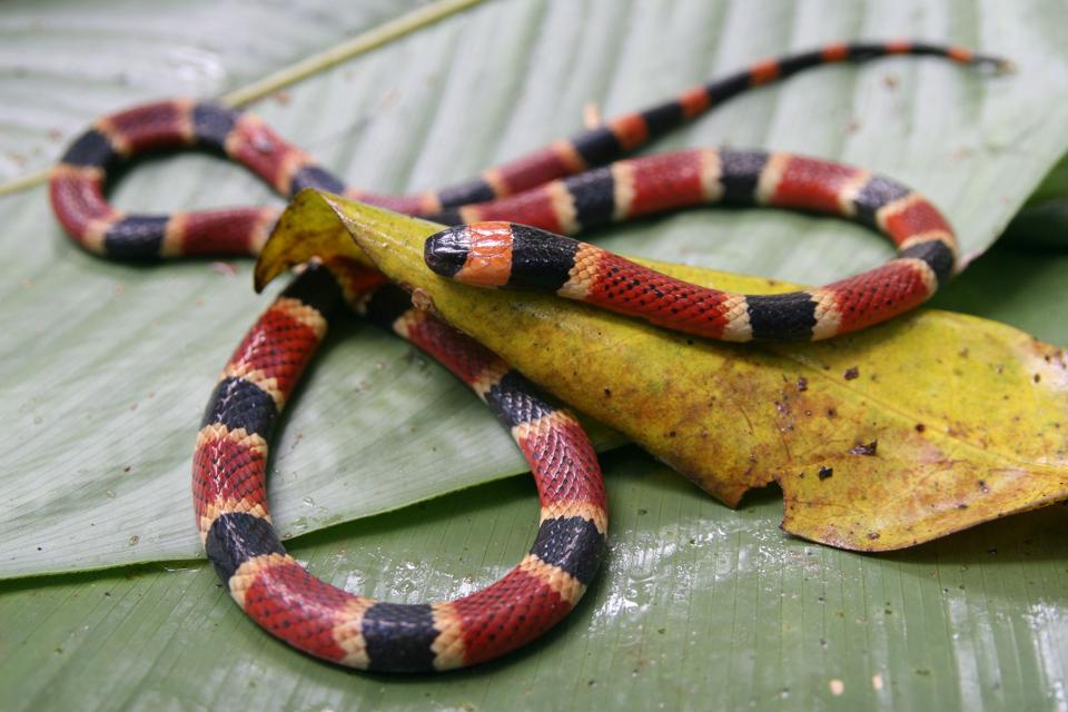 Most Rarest Snake Rarest Snake In The World 2025