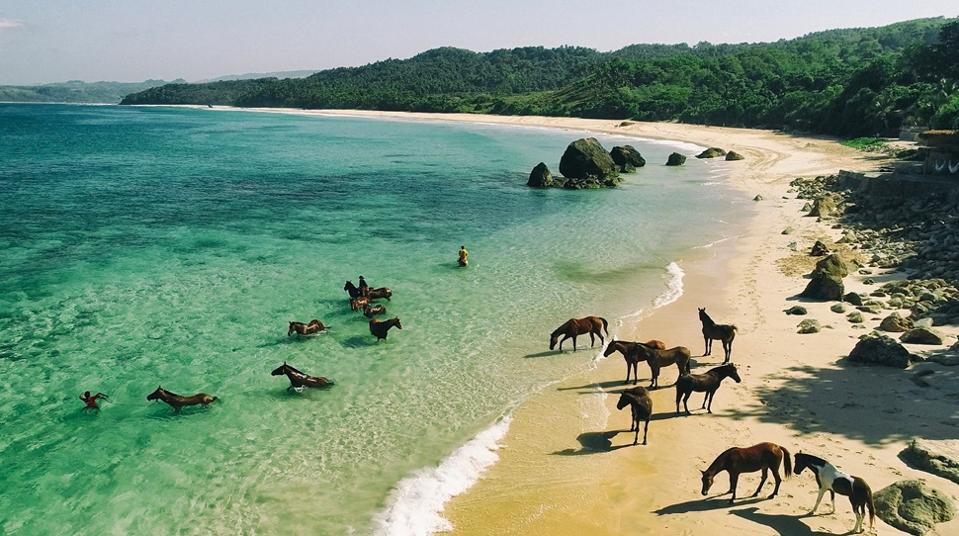 Horses freely roam along the beach at NIHI Sumba.