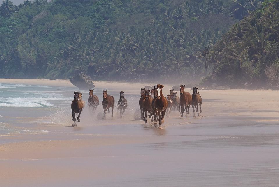 Horses running wild near the water.