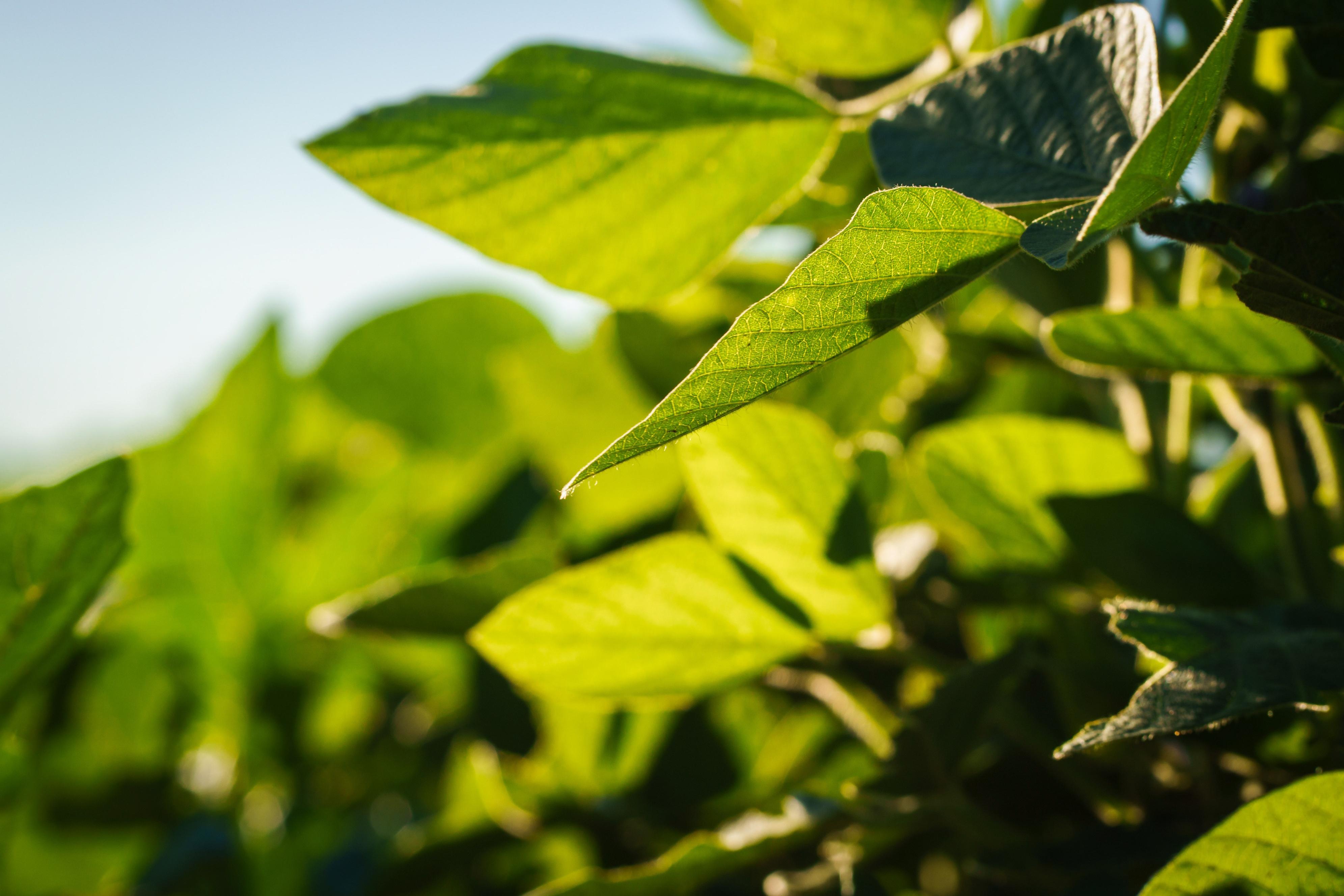 A close-up view of a soybean plant in Argentina. 