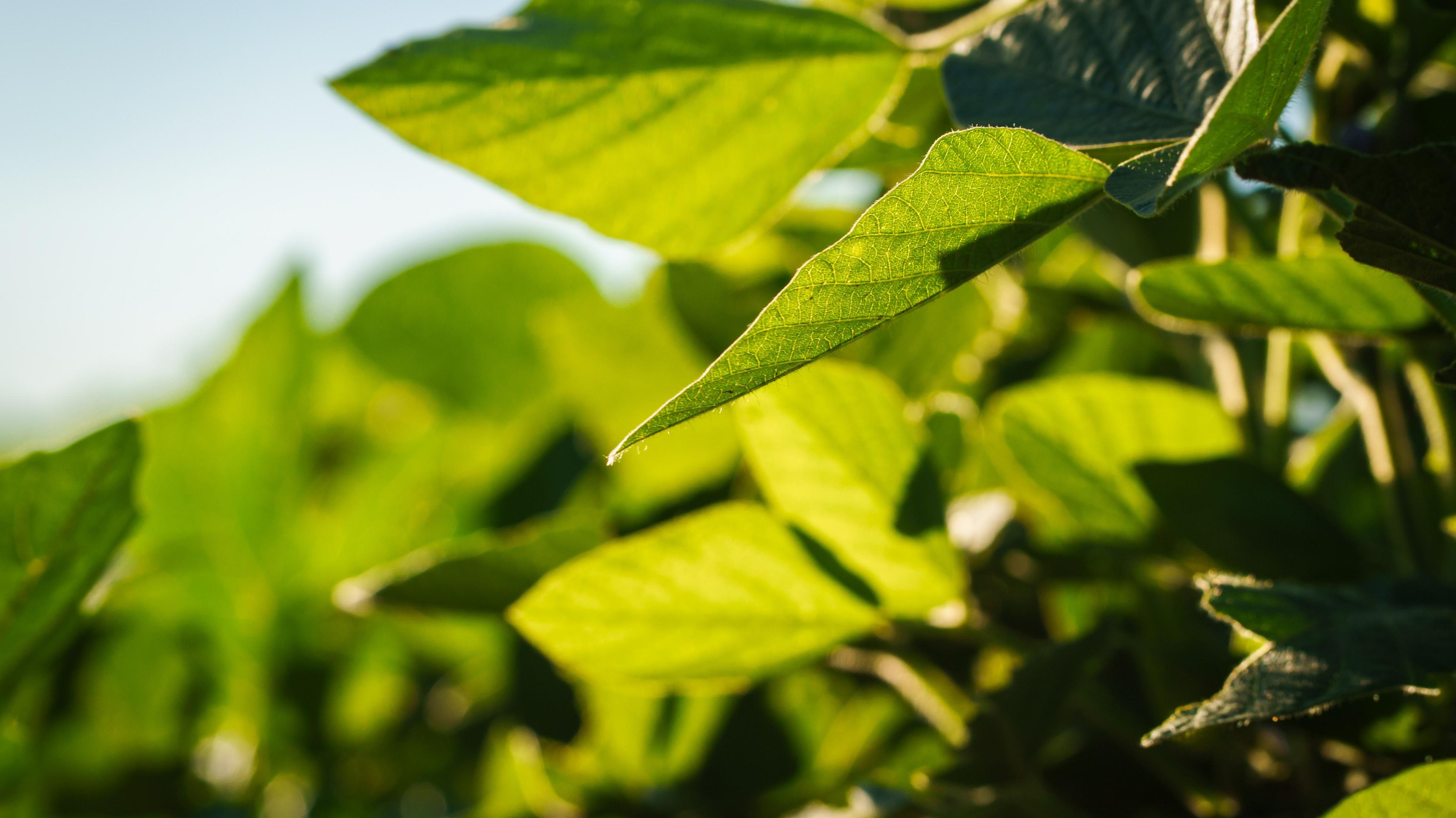 A close-up view of a soybean plant in Argentina.