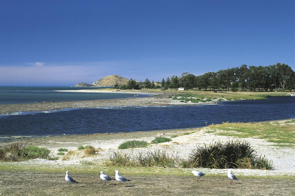 Seagulls, Victor Harbor, Fleurieu Peninsula