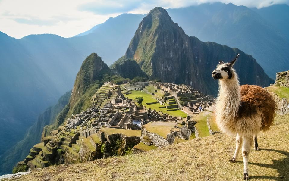 Lama And Machu Picchu