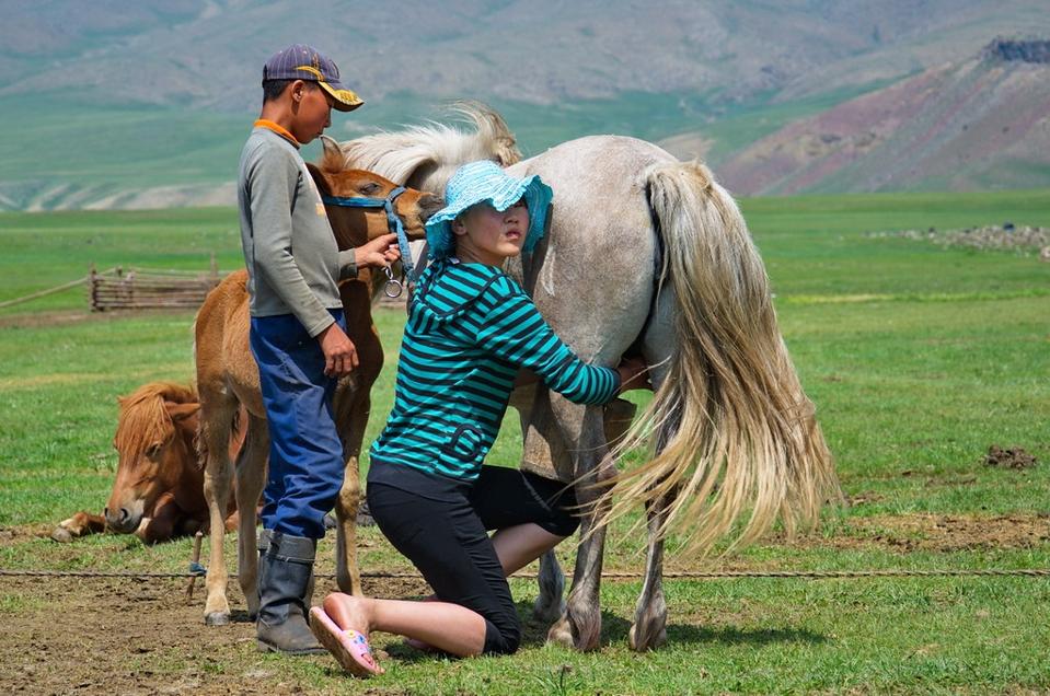 Milking the mares mongolia (Credit: Scott Presly / CC BY 2.0)