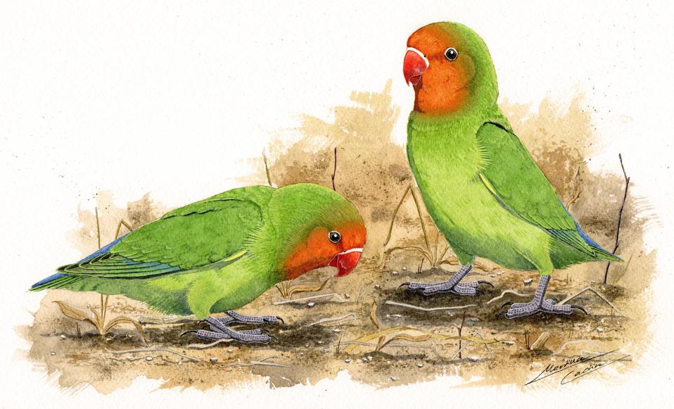 African Love Birds Inbreeding