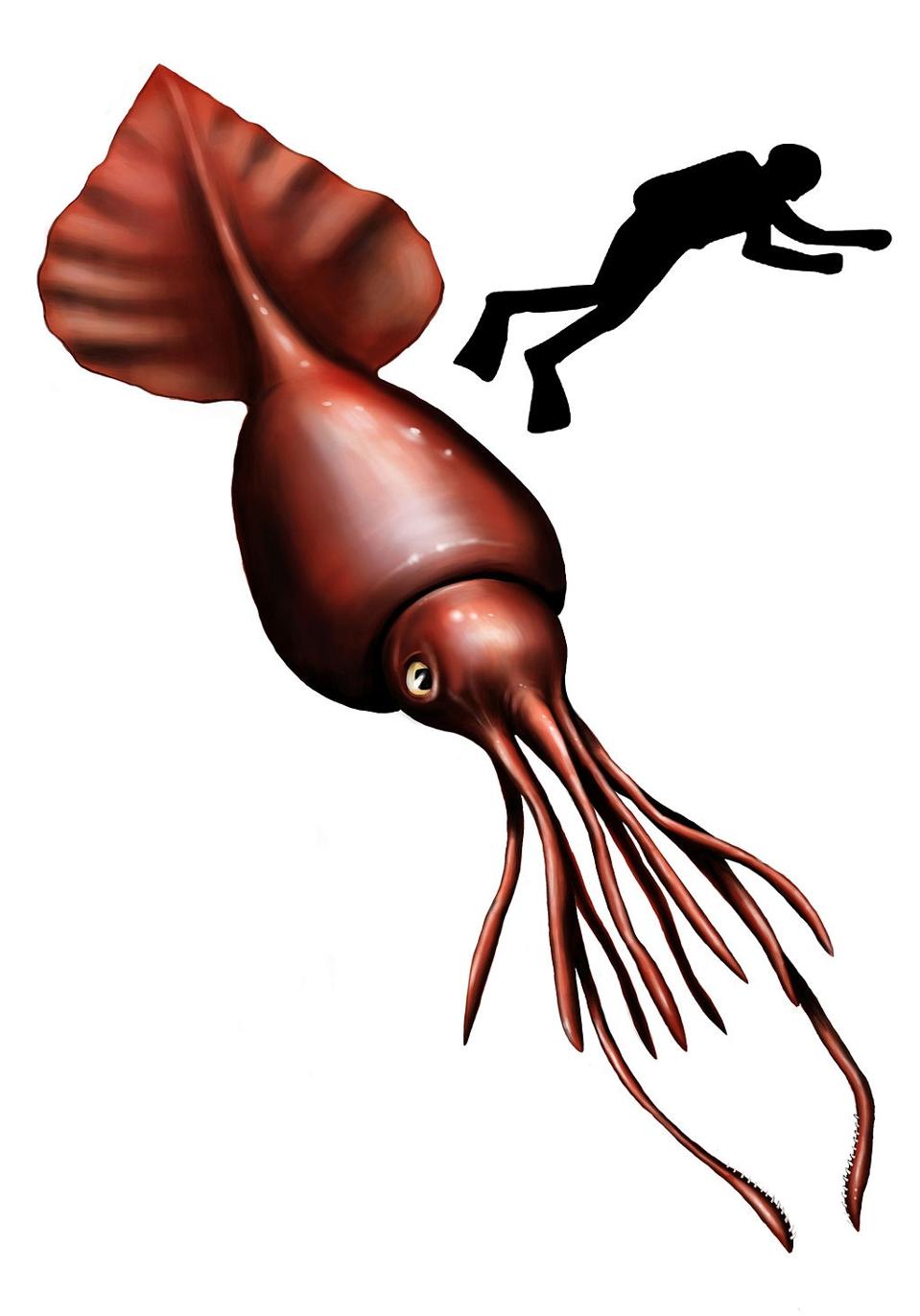 Colassal Rippere Colossal Squid Eyesight