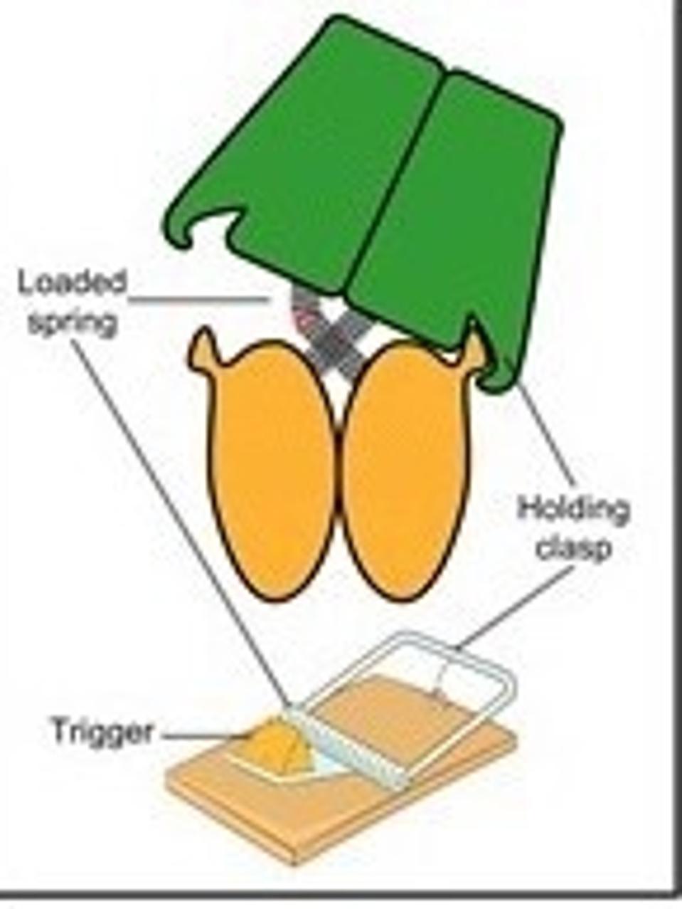 DdrC clamp structure and its loaded mousetrap mechanism.