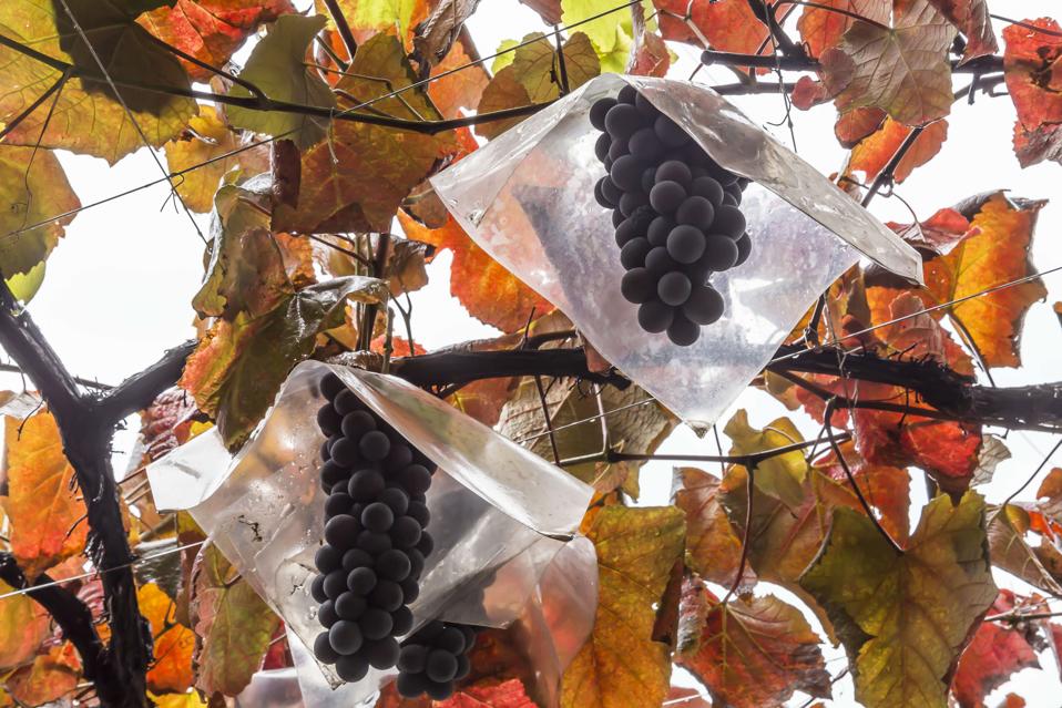 Grapes are meticulously grown in Japanese vineyards.