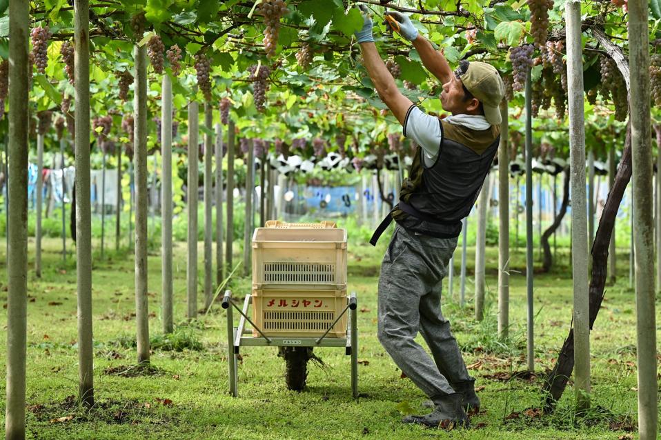Vines are grown in different training systems in Japan to flexibly adapt to its unique climate.