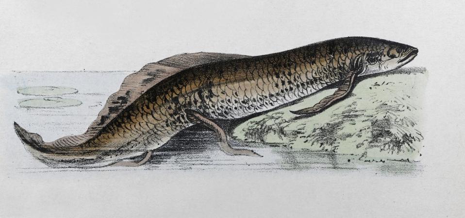 Protoperus Fish 6 Ancient Fish That Have Both Gills And Lungs—And Survive Today In ...