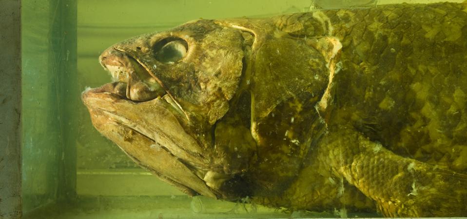 Meet The World’s Oldest Fish—Presumed Extinct For 60 Million Years ...