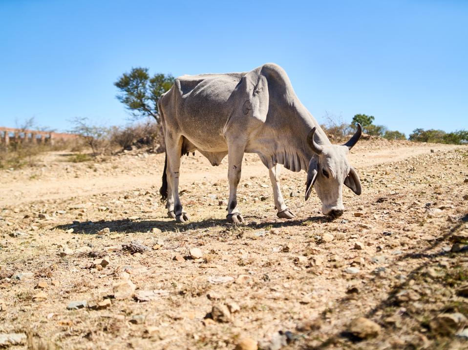 cows climate change