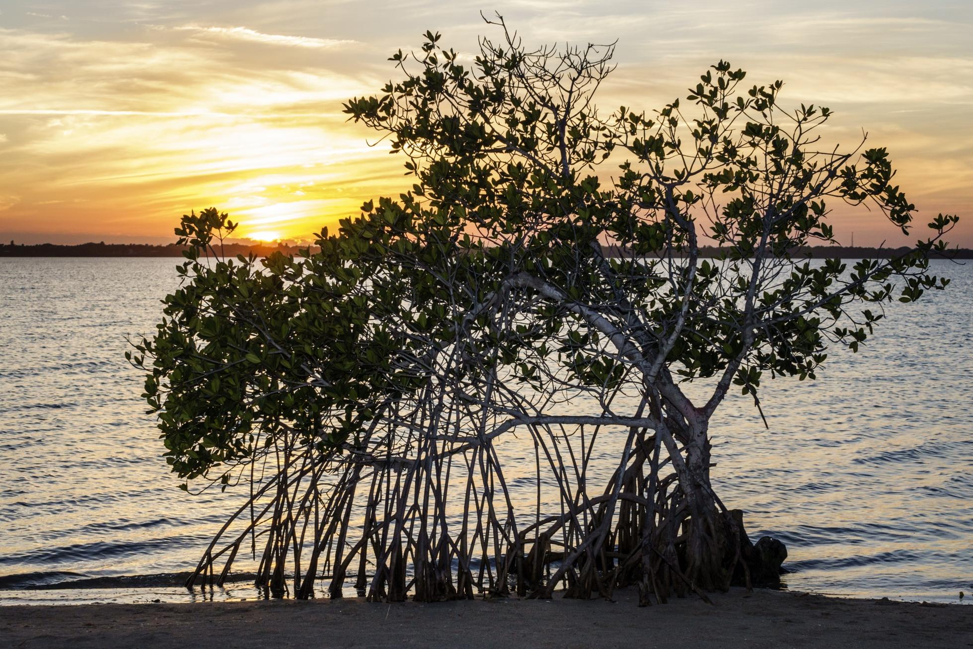 Red mangrove roots in the water at Indian River Lagoon.