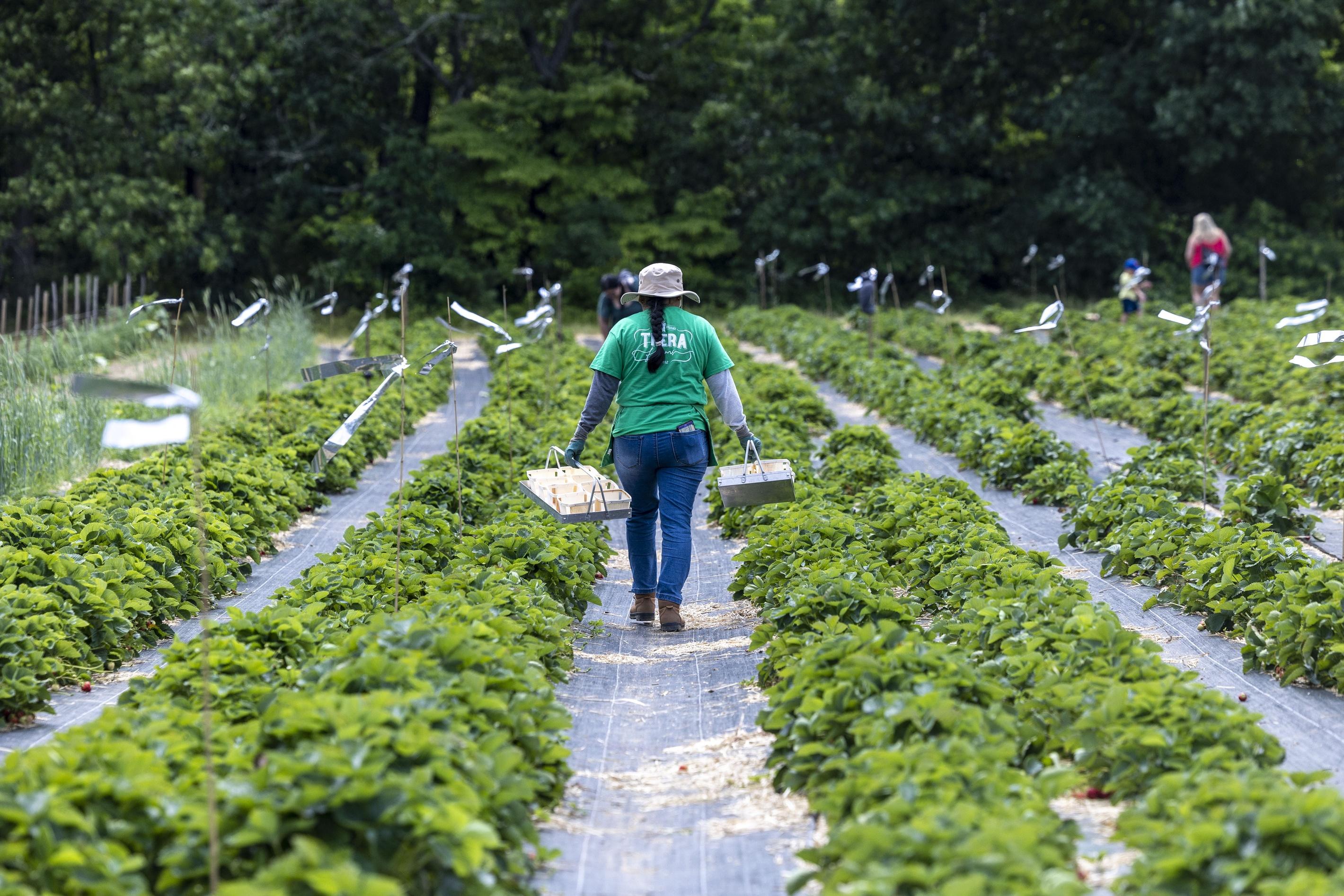 Farmers walk among rows of green crops at a farm in Brentwood, New York.