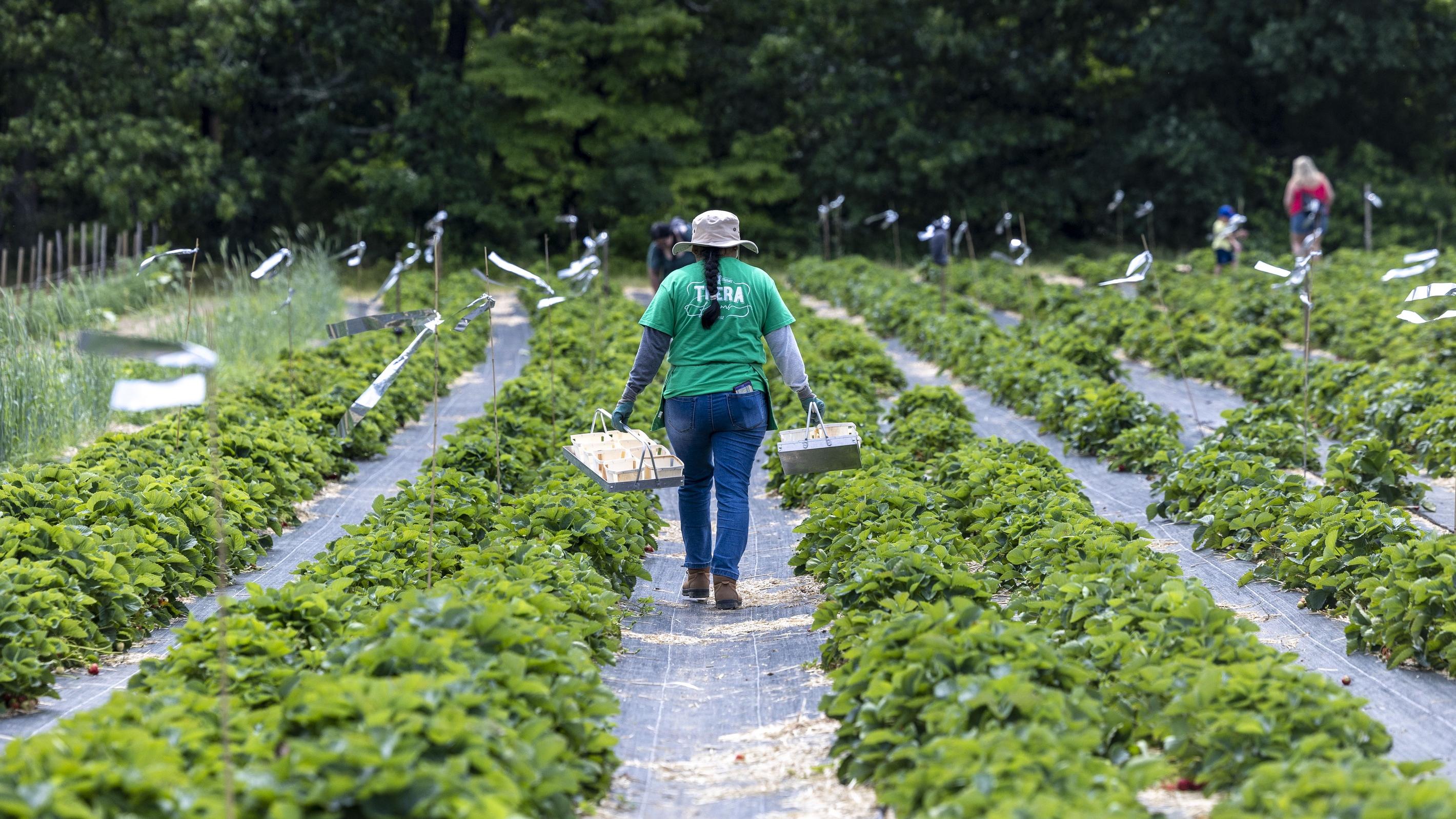 Farmers walk among rows of green crops at a farm in Brentwood, New York.