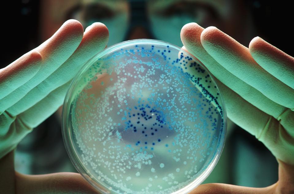 Researcher with E Coli bacteria
