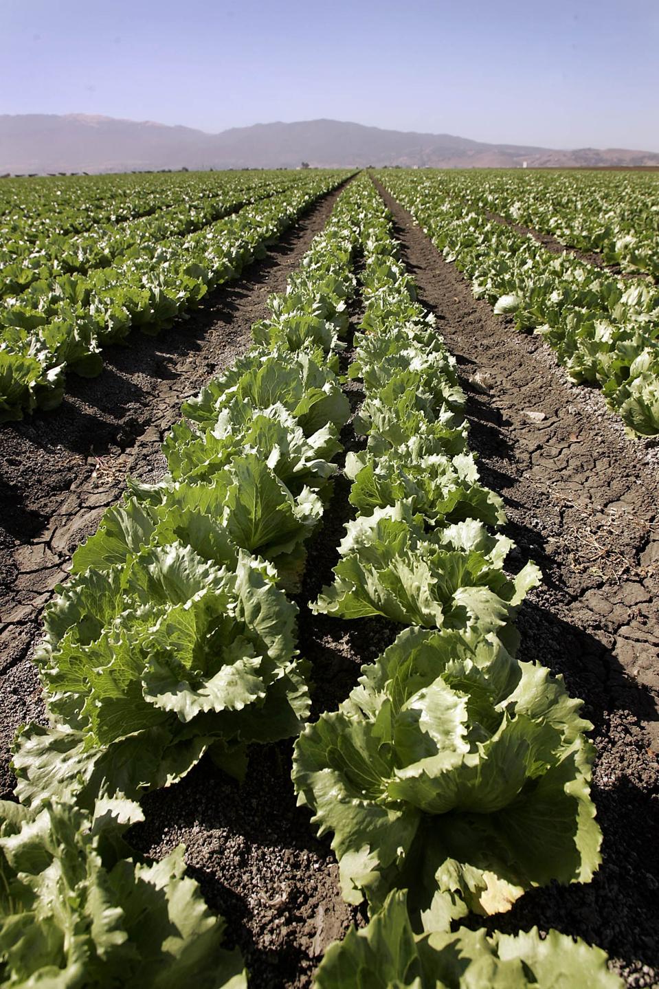 Salinas, CA. Fields of lettuce growing in Salinas on Thursday, nearly one week since the E.coli sca