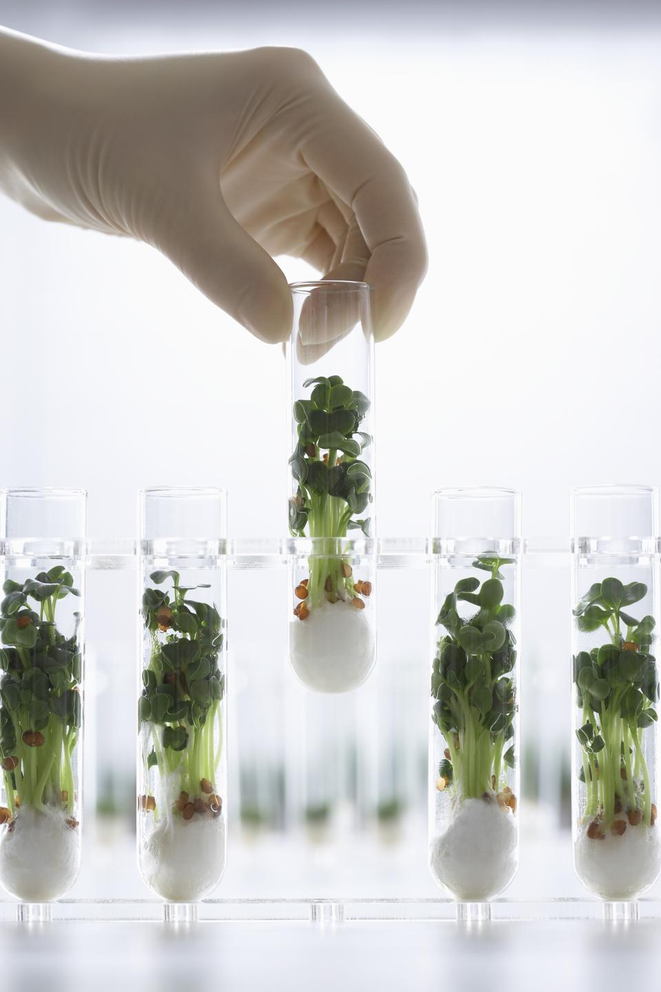 Person holding test tube containing cress seedlings