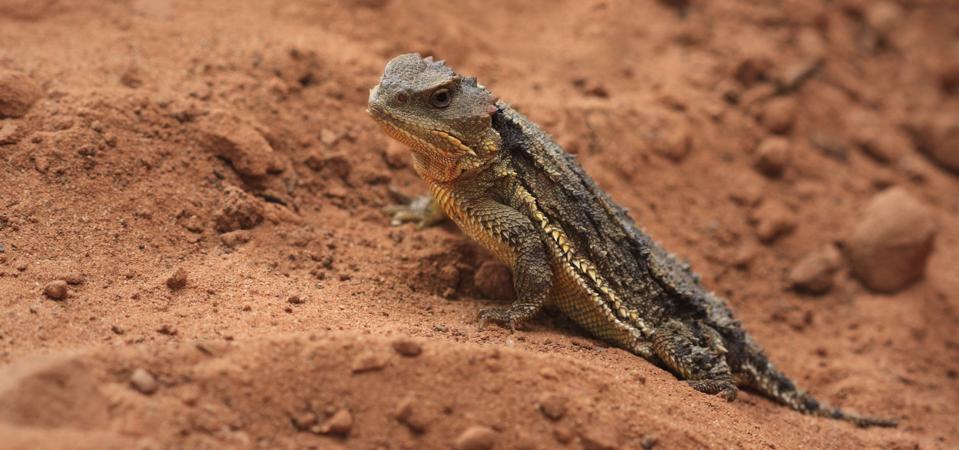 5 Inch Lizard Meet The ‘Greater Short-Horned Lizard’—It Shoots Blood At Its Predators ...