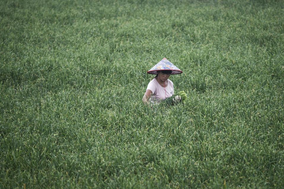CHINA-AGRICULTURE