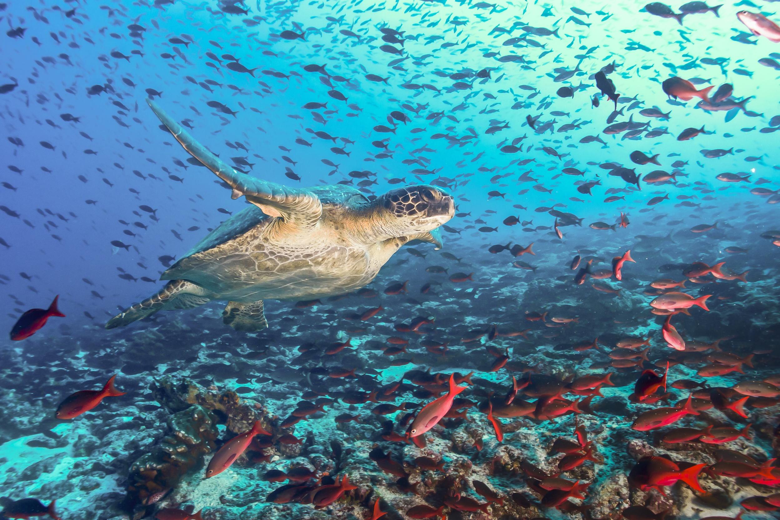 Why You Should Visit The Galapagos And How To Do It In Luxury Style