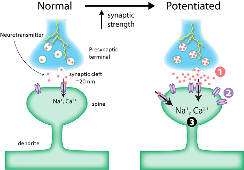 Illustration of long-term potentiation in synapse during learning.