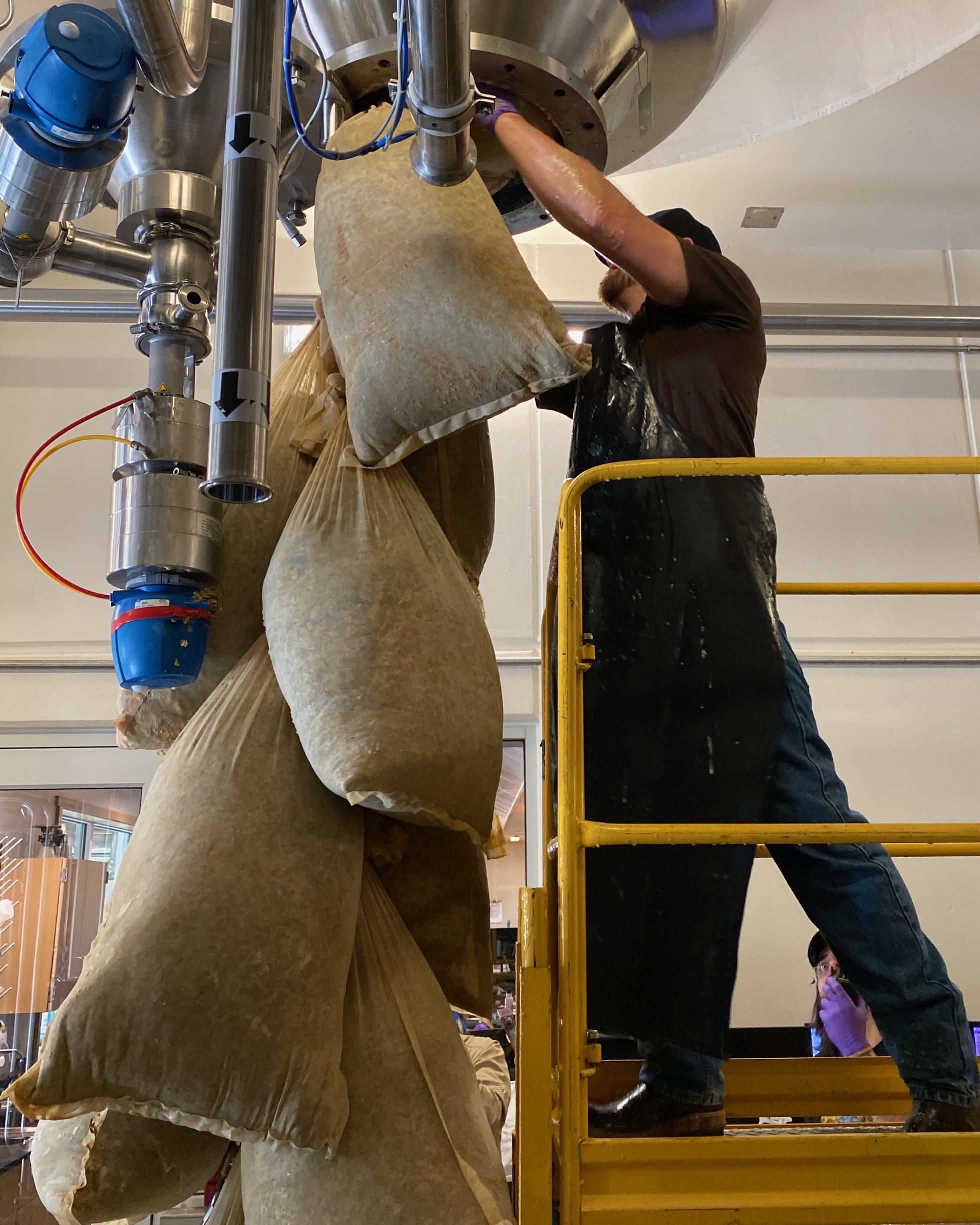 Celebration Dry Hopping 2022 - A brewer removes dry hopping bags from a fermenter.