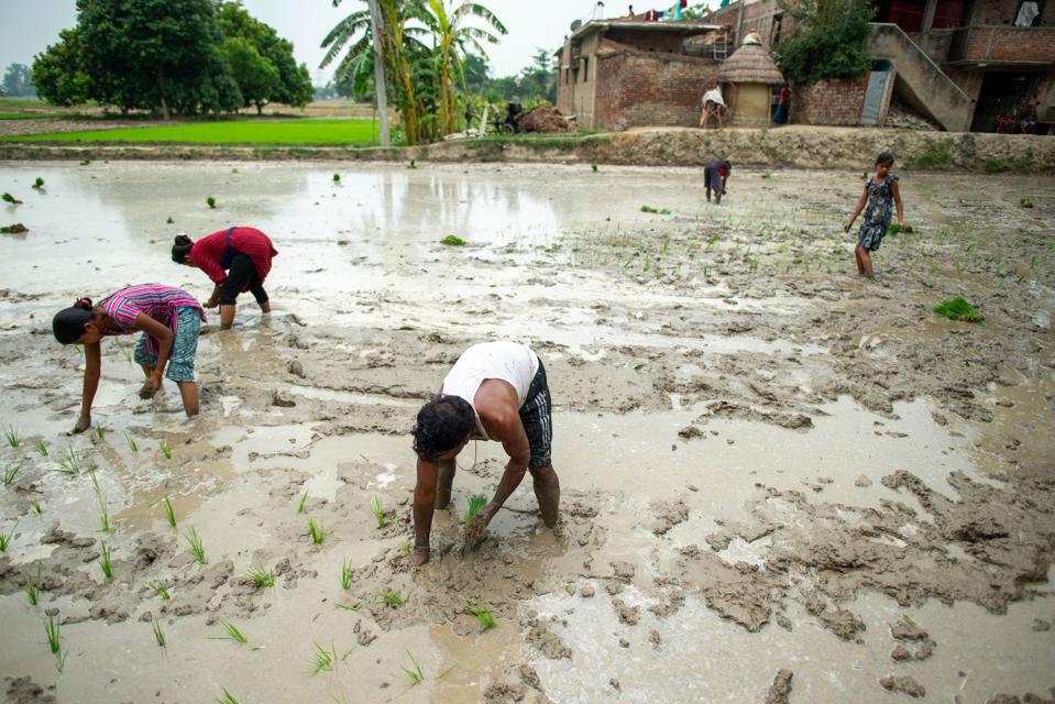 A farmer with his family members seen transplanting rice...