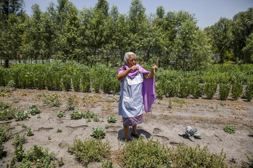 Dry canals in the floating gardens of Xochimilco