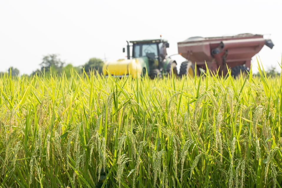 Rice Ready for Harvest in a Louisiana Field