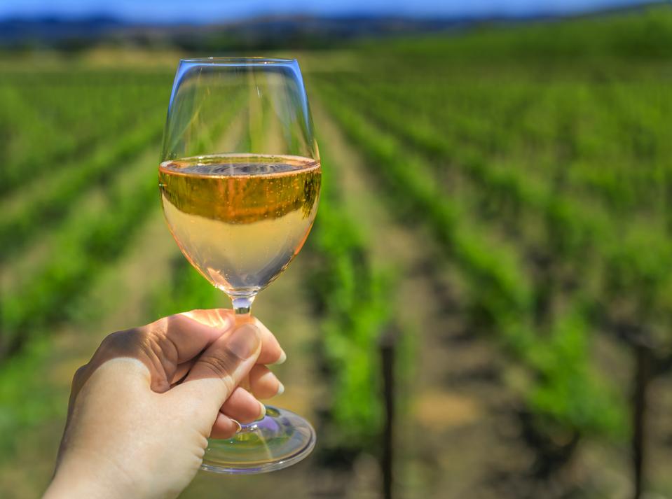 Grape vines at a vineyard in the spring in Napa Valley, California, USA