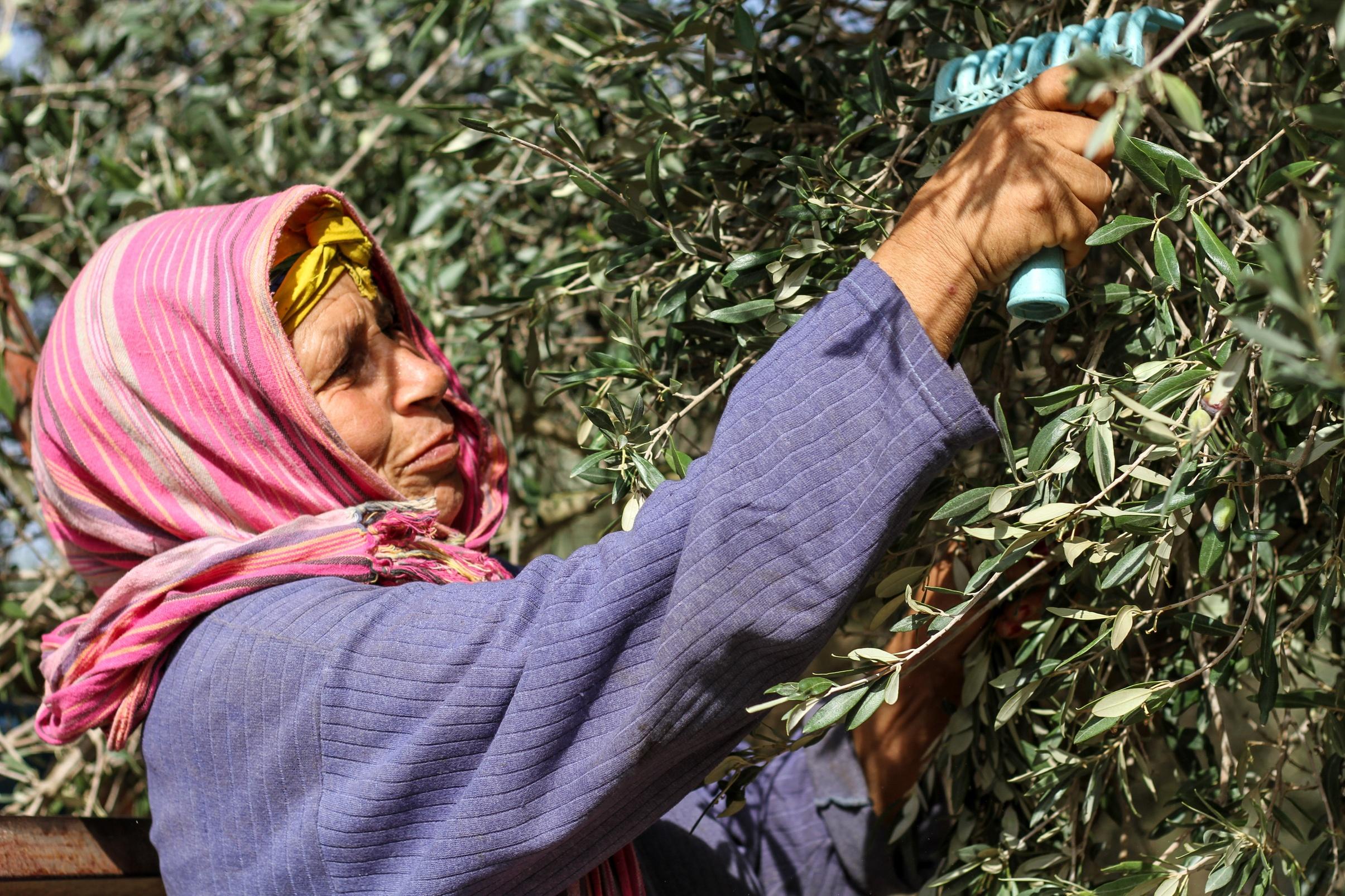 Drought causes major drop in olive production in Tunisia