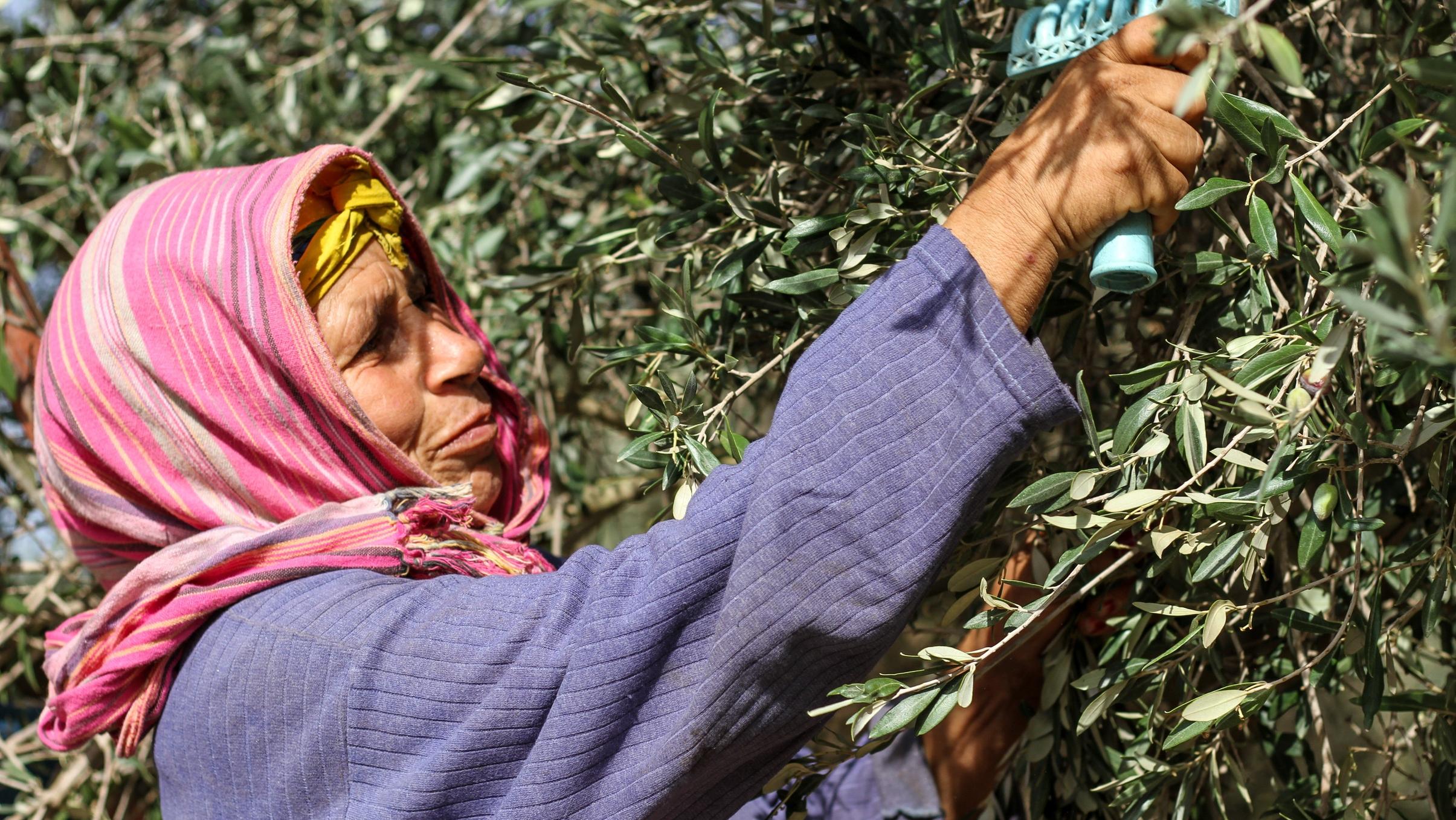 Drought causes major drop in olive production in Tunisia