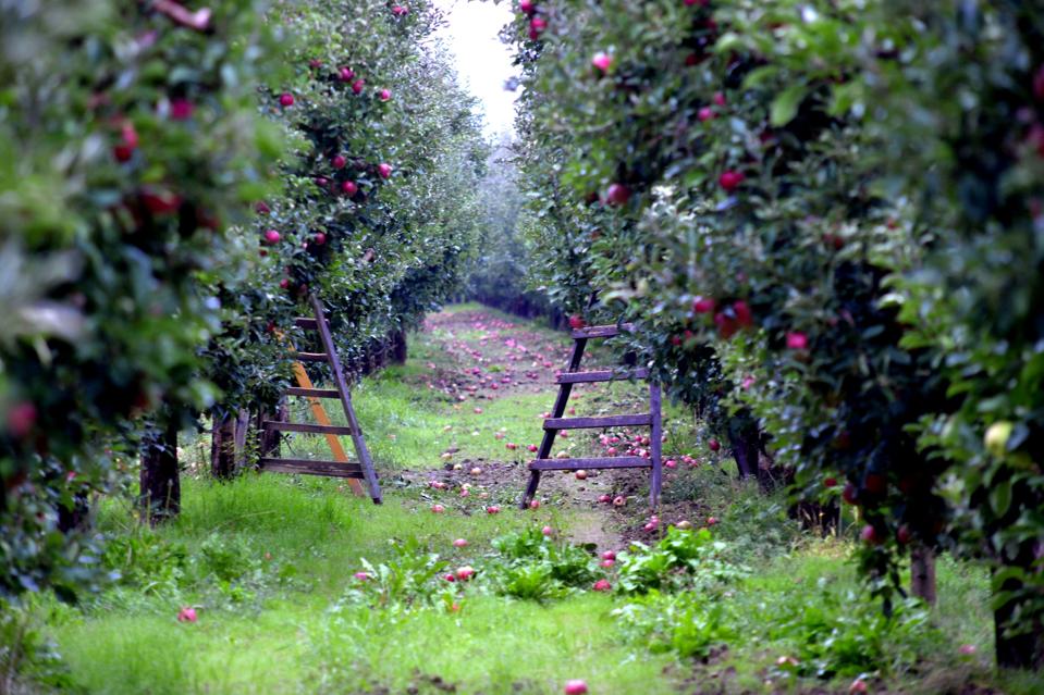 Apple orchar with ladders ready for harvesting