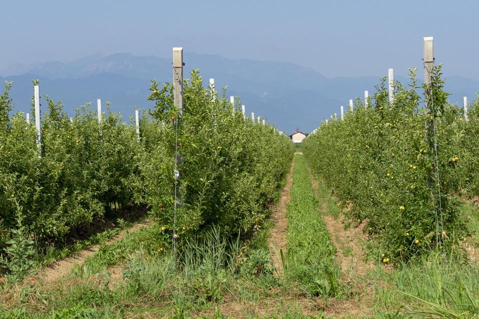 Apple plants near Cuneo, Piedmont