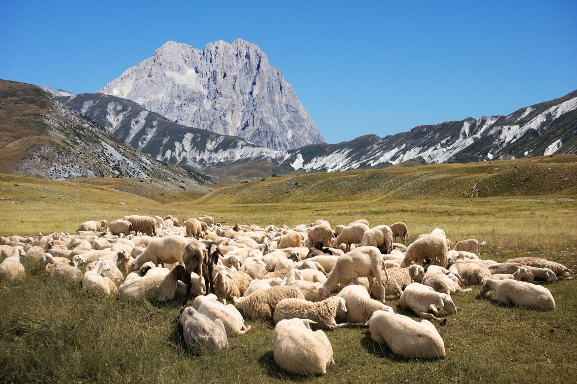 A flock of sheep resting at Campo Imperatore, under the highest peak of the Gran Sasso range, the Corno Grande, in Abruzzo, Italy