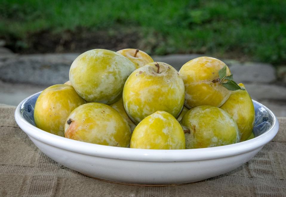 Bowl full of ripe Green Gage plums