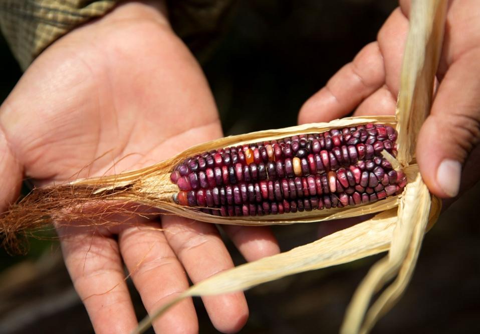 an ear of herloom purple corn