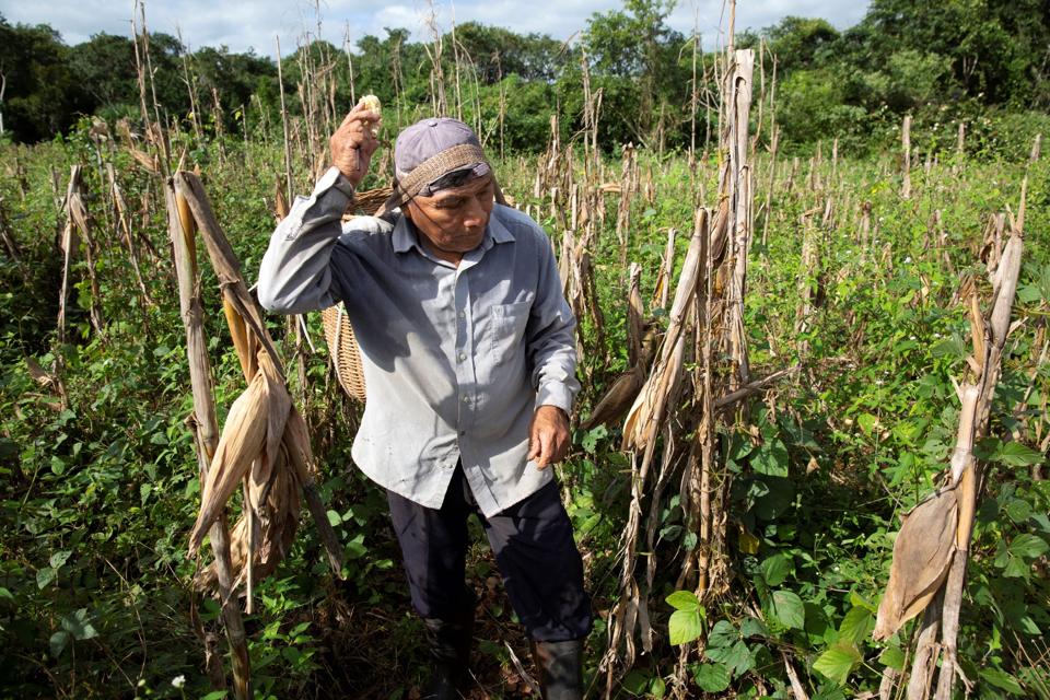 harvesting corn in Yucatan field